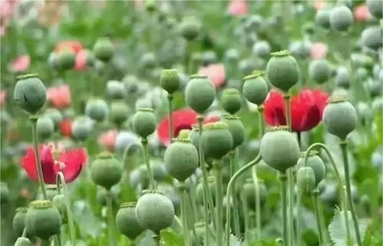 说明: https://mmbiz.qpic.cn/mmbiz_jpg/HMf4BY6LnHeZGhLkVia2dHjrmNtKpK5JXsUrBOUfMNOaU0zfWXHgRyqAWphuv7uYxWlKibTbjJE5P3uptBBlIibmw/640?wx_fmt=jpeg&wxfrom=5&wx_lazy=1&wx_co=1